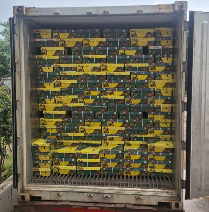 Container Loaded with Fruit Boxes containing pomegranate  in bulk 